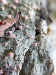 Ostropomycetidae