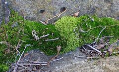 Vinealobryum vineale