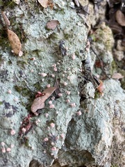 Ostropomycetidae
