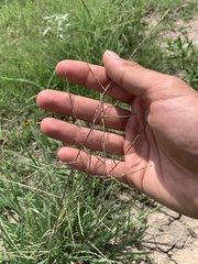 Schedonnardus paniculatus