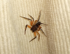 Platyoides walteri