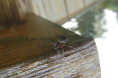 Larinioides patagiatus