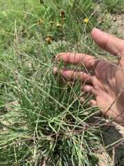 Schedonnardus paniculatus