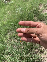 Schedonnardus paniculatus