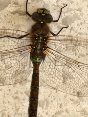 Rhionaeschna diffinis