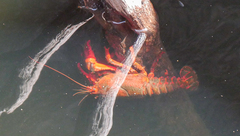 Euastacus suttoni
