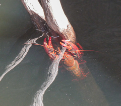Euastacus suttoni