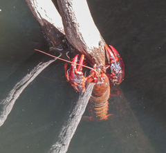 Euastacus suttoni