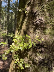 Nothofagus