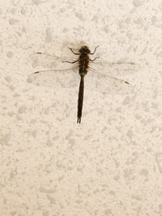 Rhionaeschna diffinis