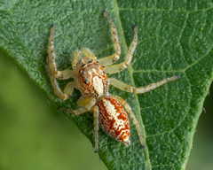 Cytaea alburna