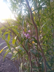 Solanum glaucophyllum