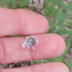 Wedelia hispida