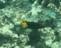 Siganus uspi