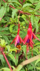Bombus dahlbomii