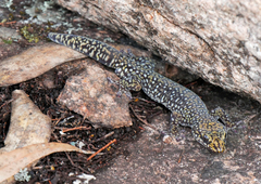 Oedura tryoni