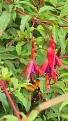 Bombus dahlbomii