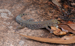 Oedura tryoni