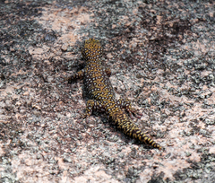 Oedura tryoni