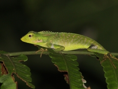 Bronchocela jubata
