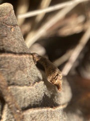 Atrusca clavuloides