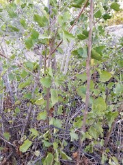 Condea