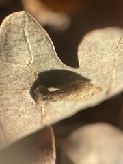 Atrusca clavuloides