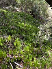 Hymenophyllum nephrophyllum