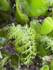 Hymenophyllum