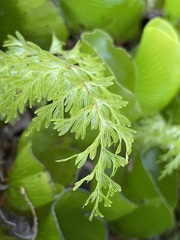 Hymenophyllum