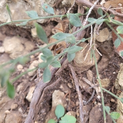 Rhinotropis lindheimeri