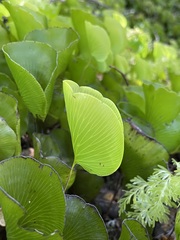 Hymenophyllum nephrophyllum