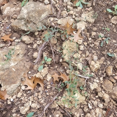 Rhinotropis lindheimeri