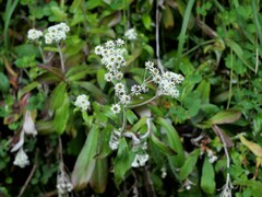 Anaphalioides trinervis