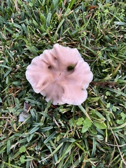 Clitocybaceae