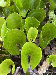 Hymenophyllum nephrophyllum