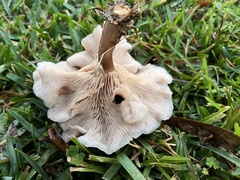 Clitocybaceae