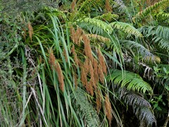 Machaerina sinclairii