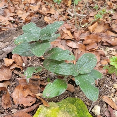 Lithospermum helleri