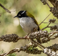 Melithreptus chloropsis