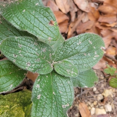 Lithospermum helleri