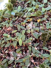 Bulbophyllum pygmaeum