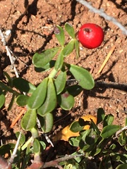 Ceanothus cuneatus