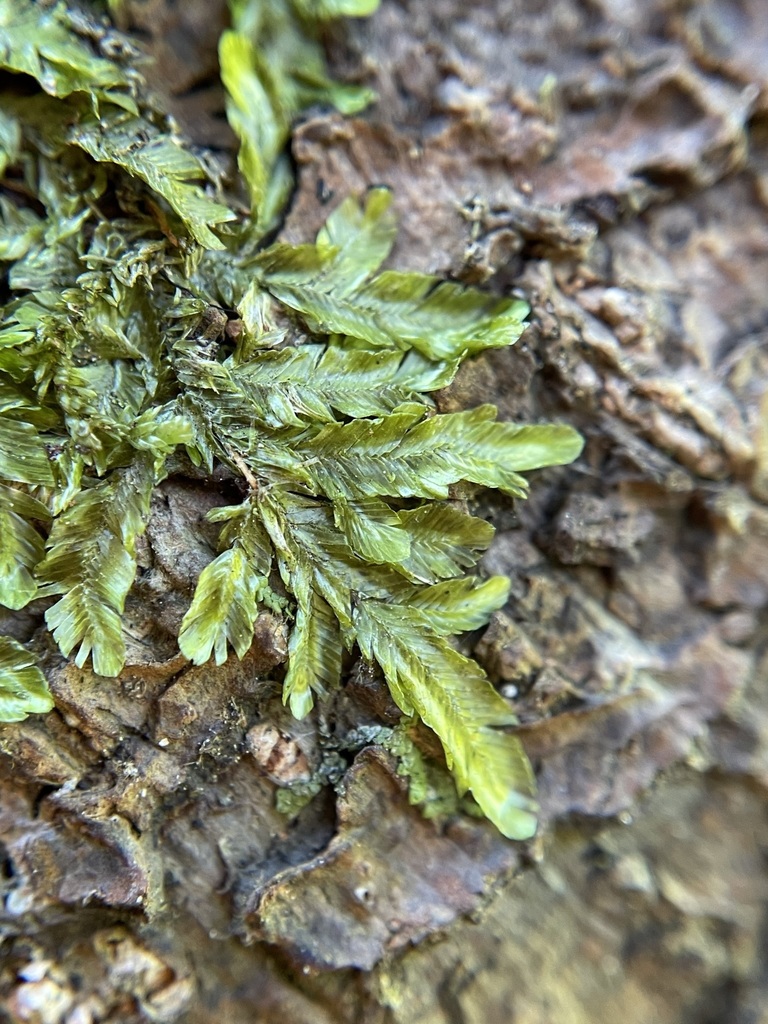 Orthorrhynchium elegans