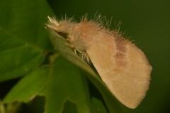 Euproctis erecta