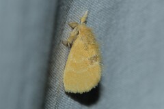 Euproctis lutea