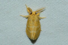 Euproctis lutea