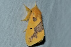 Euproctis staudingeri