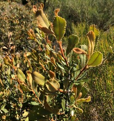 Banksia ornata