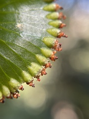Hymenophyllum nephrophyllum
